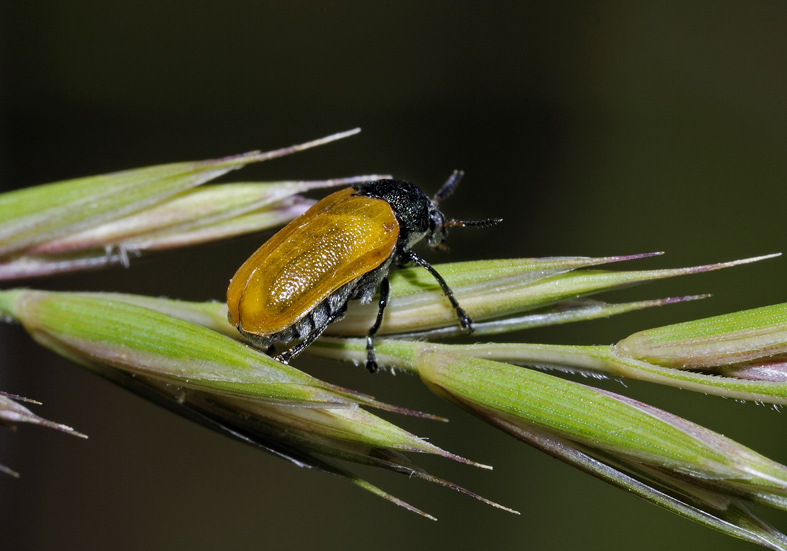 Labidostomis taxicornis ?? No, L. longimana